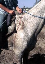 Japan horse researcher photographs legendary Asian steed